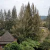 kemaln68
