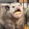 Donkey smuck