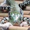 wild_furry_scaly