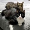 purrannosaurus