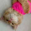meowmommaa