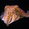 andrewcuttlefish