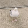 whitbyseagull