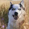 aksthesiberianhusky