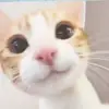 qtscarolina