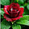 flower_girls272