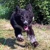 border_collie_ray_