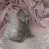 millie.the.cat1
