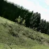 nikolka33v