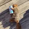 quadsquirrel