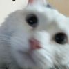 ryp_dev