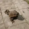 veryhungryfrog
