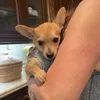 adoggienamedroo