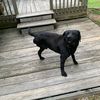threelegdog