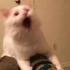 tsokoqt
