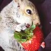 kuttiekittykatty