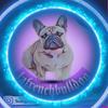 lafrenchbulldog2