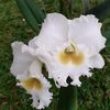 YasaOrchid