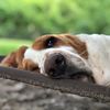 bassets_are_people