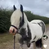 adoptedandproud