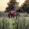 cytaty_polskapl