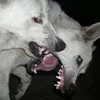 pawsuuye