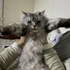 solrikergodt