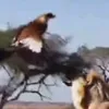uservj16ali8g1