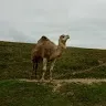 lenichonssuuuuuu.12