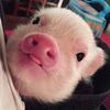 ankiwi_