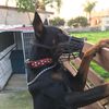 diablocorona