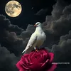 4d_4m_99