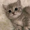 cing8387gmail.com