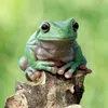 frogwiee