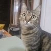 faqinohaha