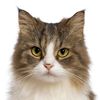fairycatmother