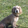 koker_spaniel