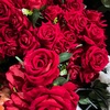 redroses_queen84