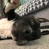 puppupperoo