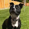 bellastaffy