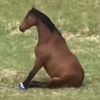 horse7931