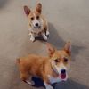 corgimom19