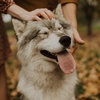 timber_the_wolfpup