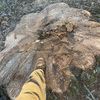 ajtree1