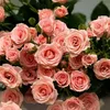 nt_hanh55