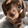 theoguaraldo0