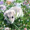 huisdierenhamster