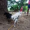 geraldmistica