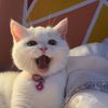metang.meww