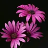 flowerflower198
